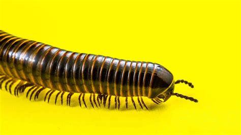  Eurasian Millipede: A Creature With More Legs Than You Can Count!