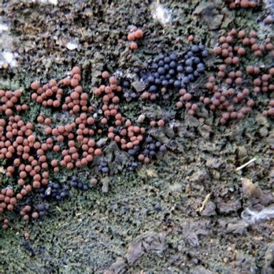  Myxomycete: Exploring the Fascinating World of Slime Molds!