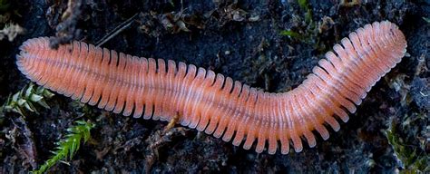  California Millipede: A Delightful Dweller Beneath Fallen Leaves