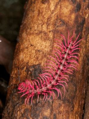  Understated Unicorn Millipede:  A Tiny Land Creature That Wriggles With Enchanting Charm!