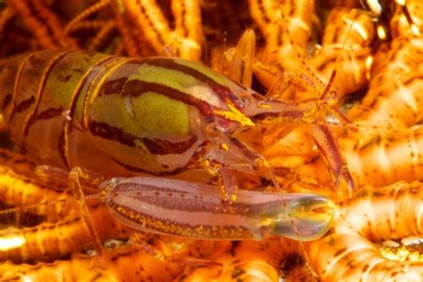  Underwater Alien: Unearthing the Curious Life Cycle of the Upside-Down Shrimp!