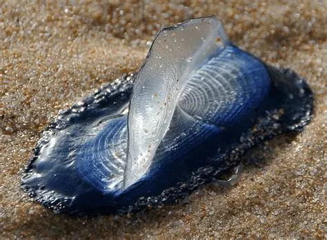   Velella! 이 물체는 메두사인가요, 아니면 돛을 가진 선박처럼 생겼나요?