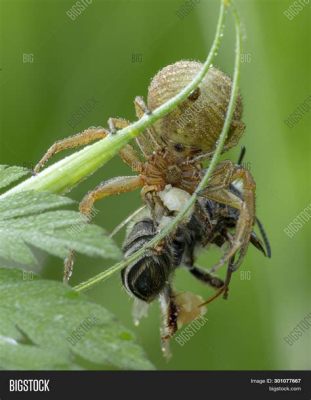  Xysticus!  This Tiny Hunter Builds Miniature Traps And Ambushes Prey With Lightning Speed