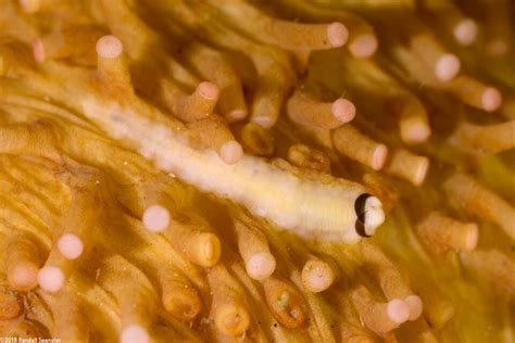   Yellow-Spotted Scale Worm: A Curious Creature Hiding Among Colorful Corals!